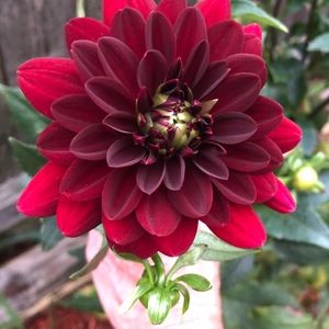 Meet your Posher, Gail